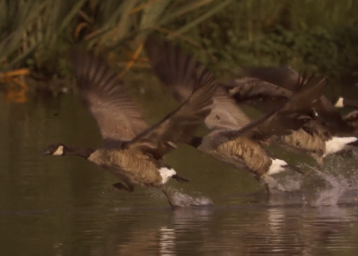 Canada Geese Take Flight