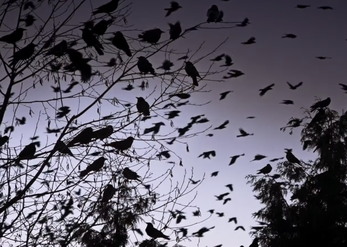 Crow
