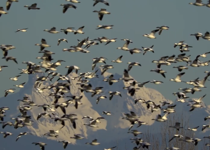 Snow Geese